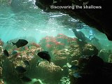 discovering the shallows