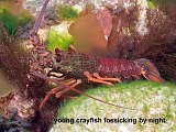 young crayfish