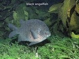 black angelfish