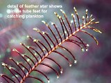 detail of feather star