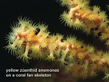 zoanthid anemone