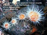 white-tentacled anemone