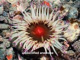 unidentified anemone
