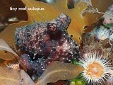 reef octopus