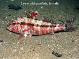 goatfish