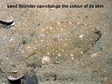 sand flounder
