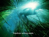 freediver among reeds