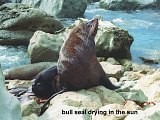 bull seal