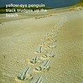 yellow-eye penguin tracks