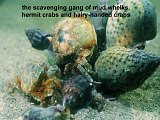 mud whelks, hermit crabs and hairy-handed crabs