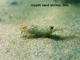 cryptic sand shrimp