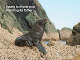 young bull seal pup