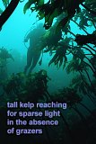 kelp reaching for light
