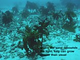deep growing kelp in light rebound from sand