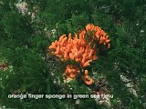 orange finger sponge