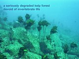 degraded kelp forest