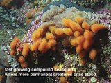 fast growing compound sea squirts