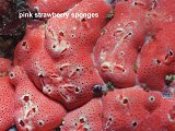 pink strawberry sponges