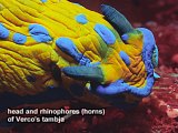 head and rhinophores of Verco's tambja