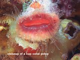 cup coral polyp
