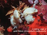 mating orgie of gold ribbon chromodoris nudibranchs