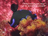 Tambja morosa sea slug