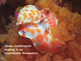 clown nudibranch mating