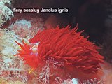 fiery seaslug Janolus ignis