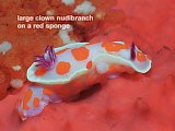 large clown nudibranch
