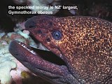 speckled moray