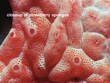 strawberry sponges