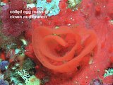 coiled egg mass of clown nudibranch