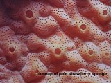 close-up of strawberry sponge