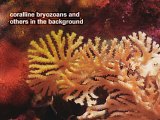 coralline bryozoans