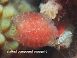stalked compound seasquirt