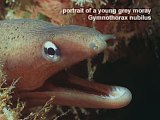 young grey moray eel