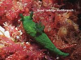 lined tambja nudibranch