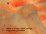 orange nipple sponge