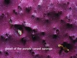 detail of purple carpet sponge