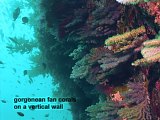 gorgonean fan corals on a vertical wall