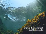 snorkeldiver amongst sunlit seaweeds