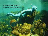 snorkeldiver above stalked kelp garden