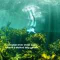 a snorkel diver dives down above a stalked kelp garden
