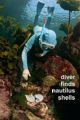 a diver find nautilus shells