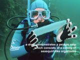diver and pelagic salp