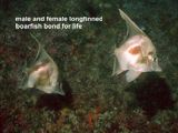 male and female longfinned boarfish bond for life