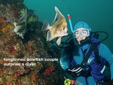 longfinned boarfish couple surprise a diver