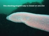 this stocking-shaped salp is closed on one end