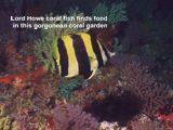 Lord Howe coral fish finds food in this gorgonean coral garden