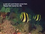 a pair of Lord Howe coral fish